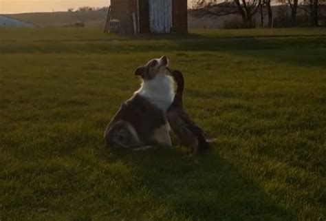 Iowa family shares video of adorable dog and duck BFFs